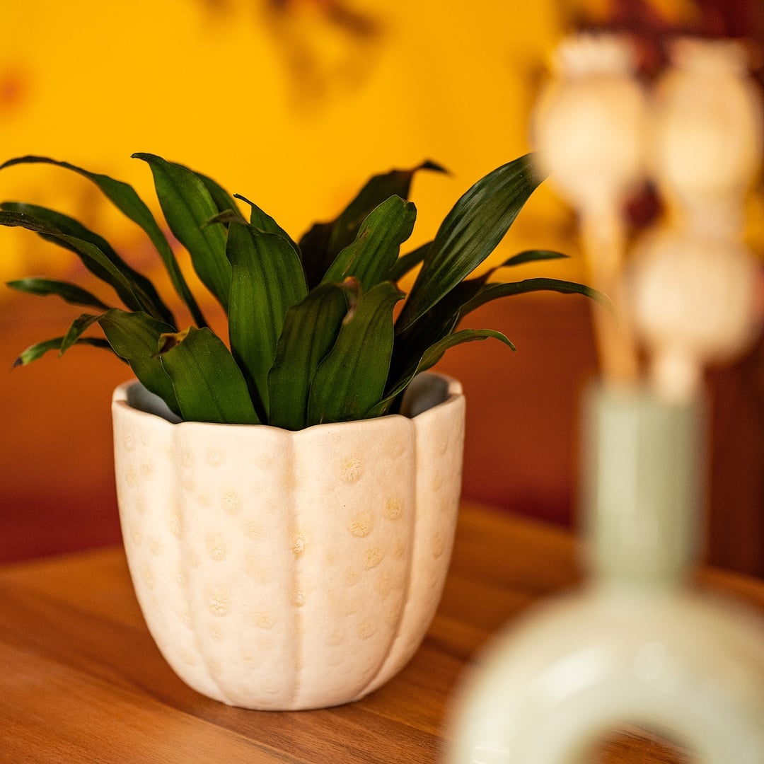 Lızbon Earthenware Vazo 13x13x11,5cm Krem